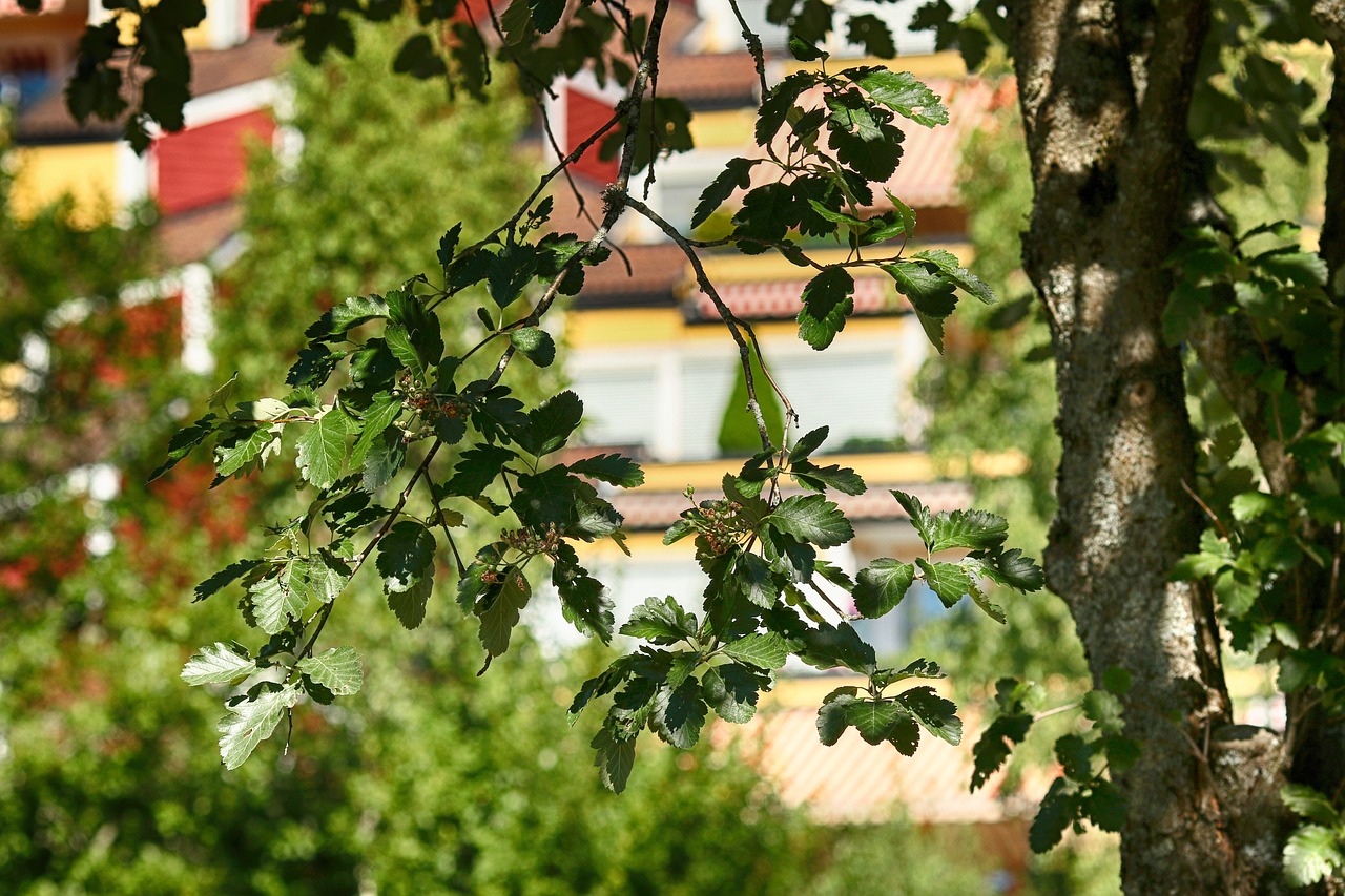 leaves  tree  branches free photo