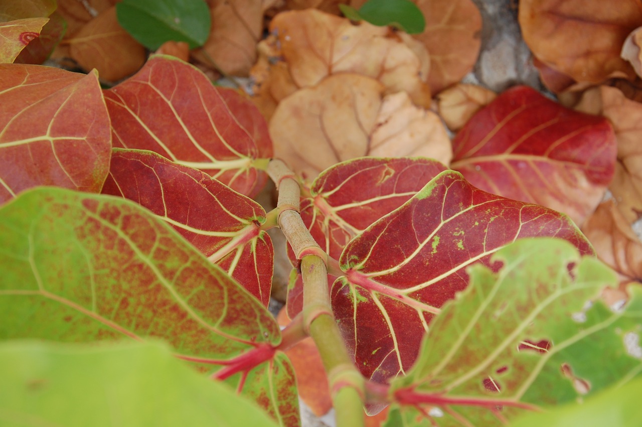 leaves vines green free photo