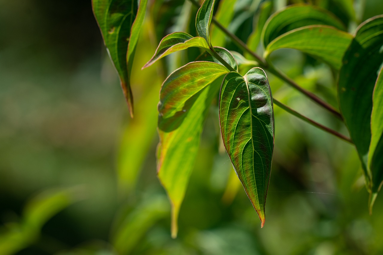 leaves  green  tree free photo