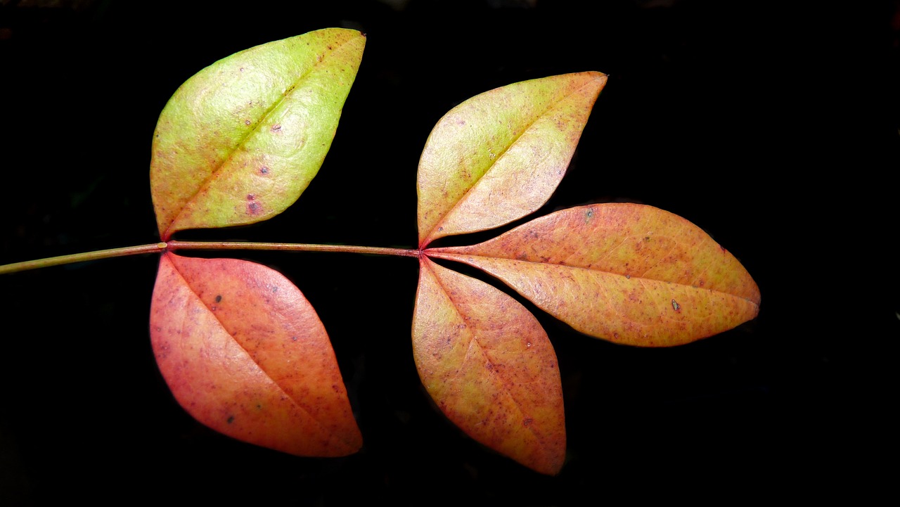 leaves  plant  autumn free photo