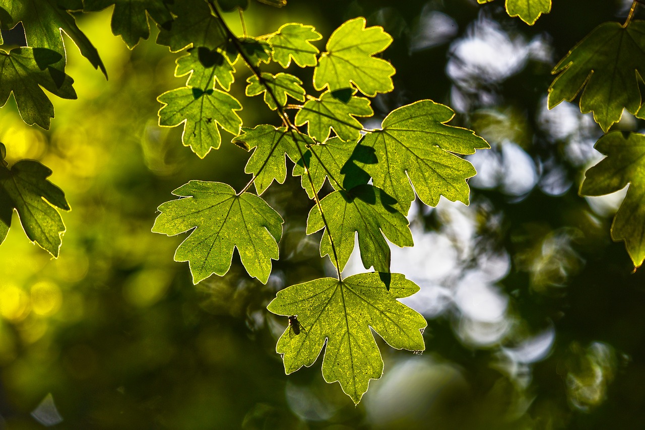 leaves  foliage  branch free photo