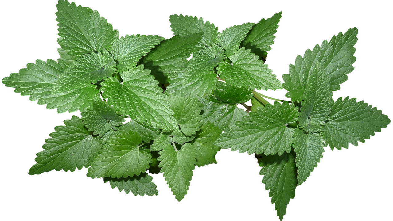 leaves  herb  cat nip free photo