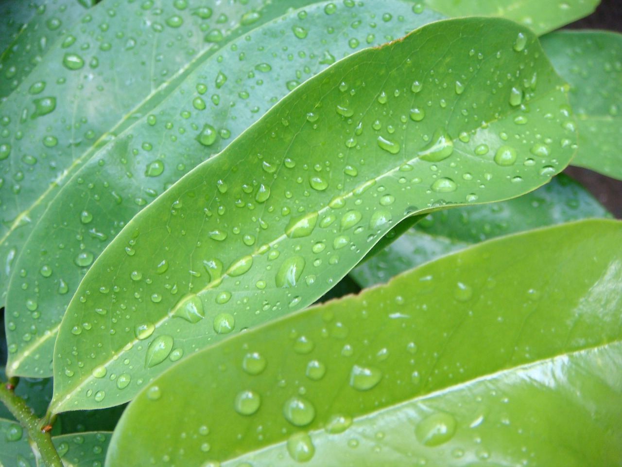 leaves nature leaf free photo