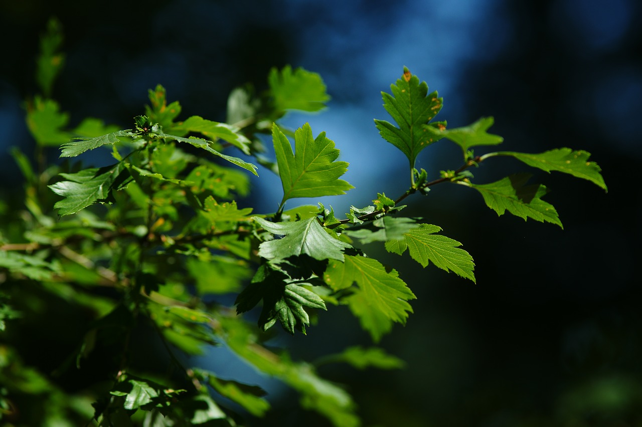 leaves  summer  penumbra free photo