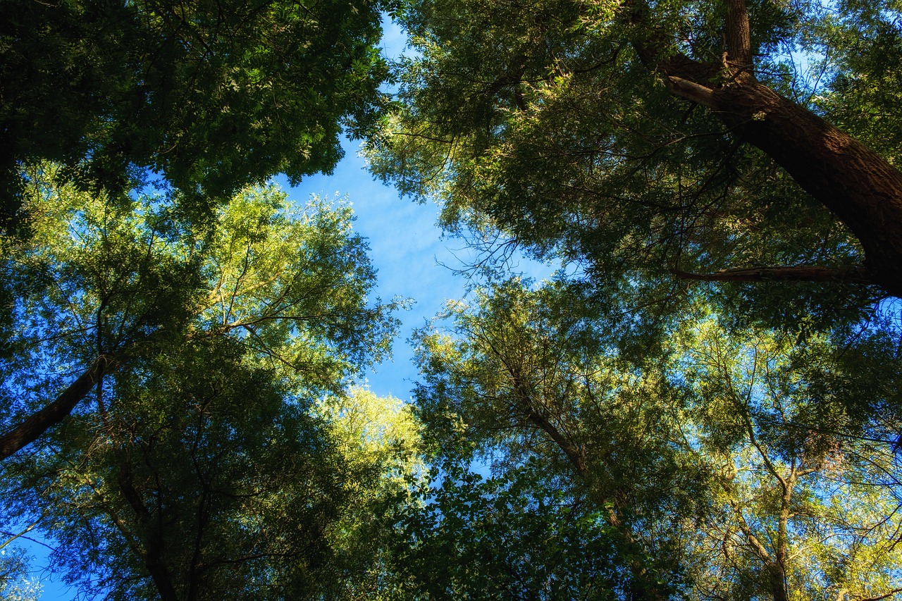 leaves  trees  aesthetic free photo