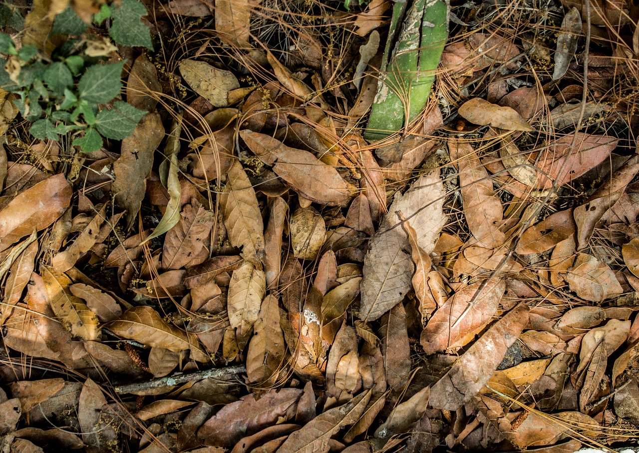 leaves  soil  background free photo