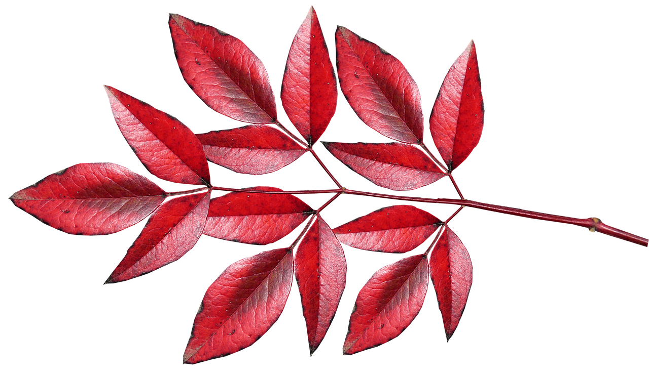 leaves  bamboo  red free photo