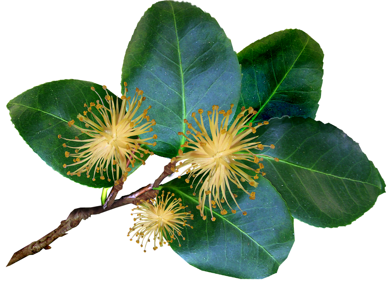 leaves  stem  camellia free photo