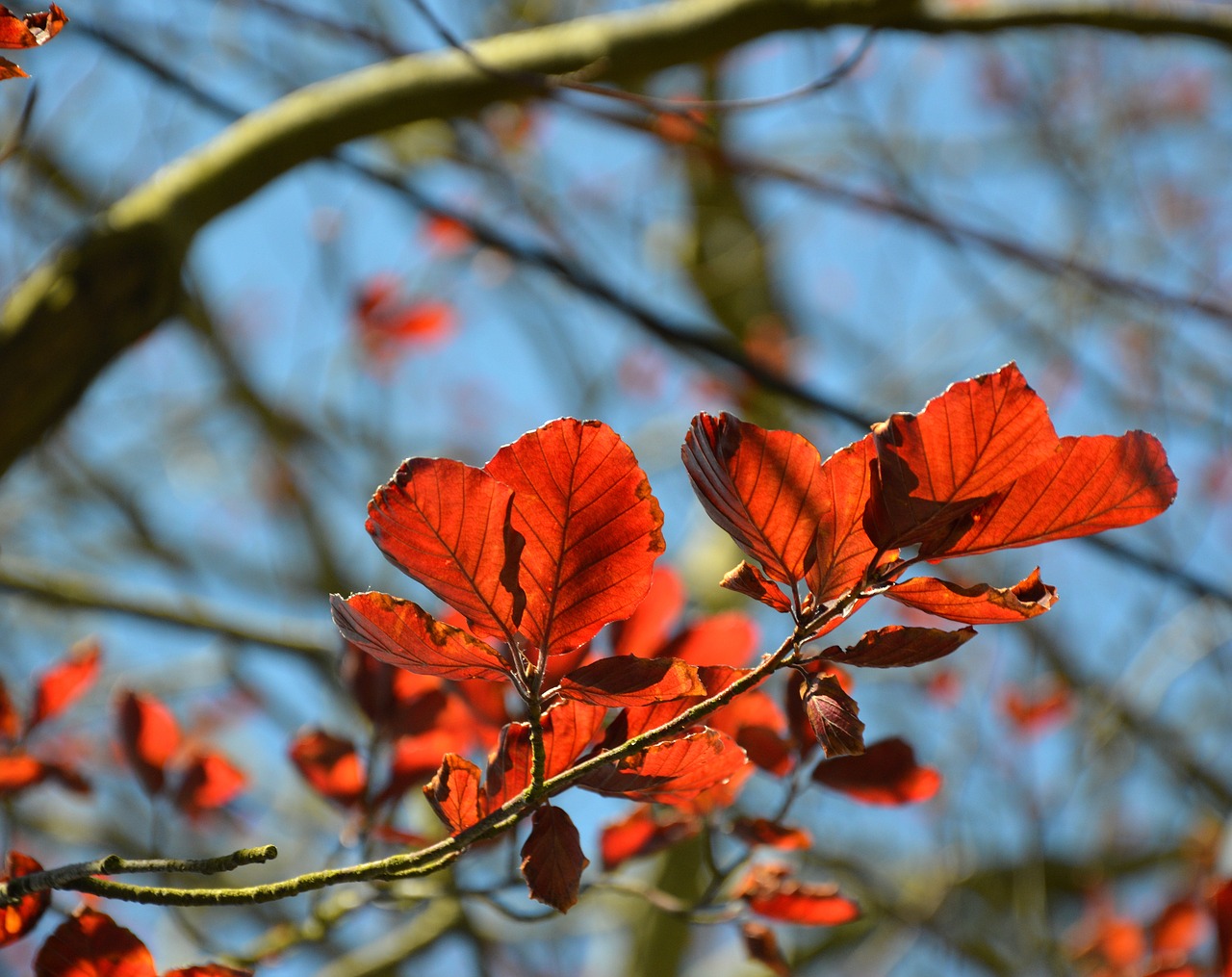 leaves  tree  deciduous tree free photo