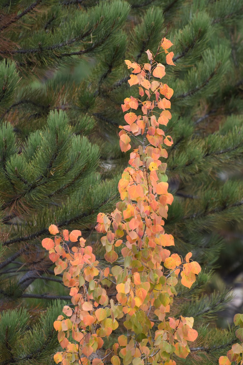 leaves  fall  autumn free photo