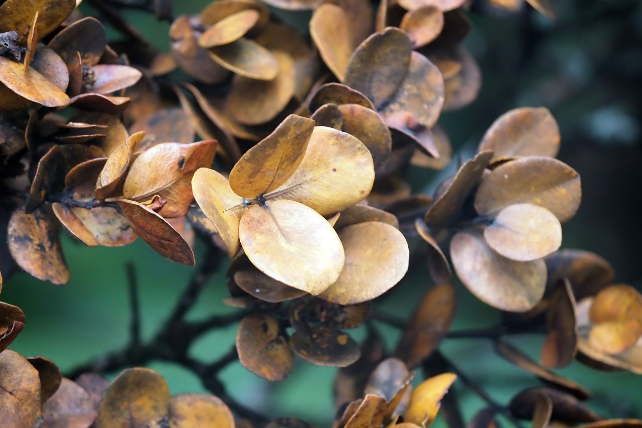 leaves  outdoor  forest free photo