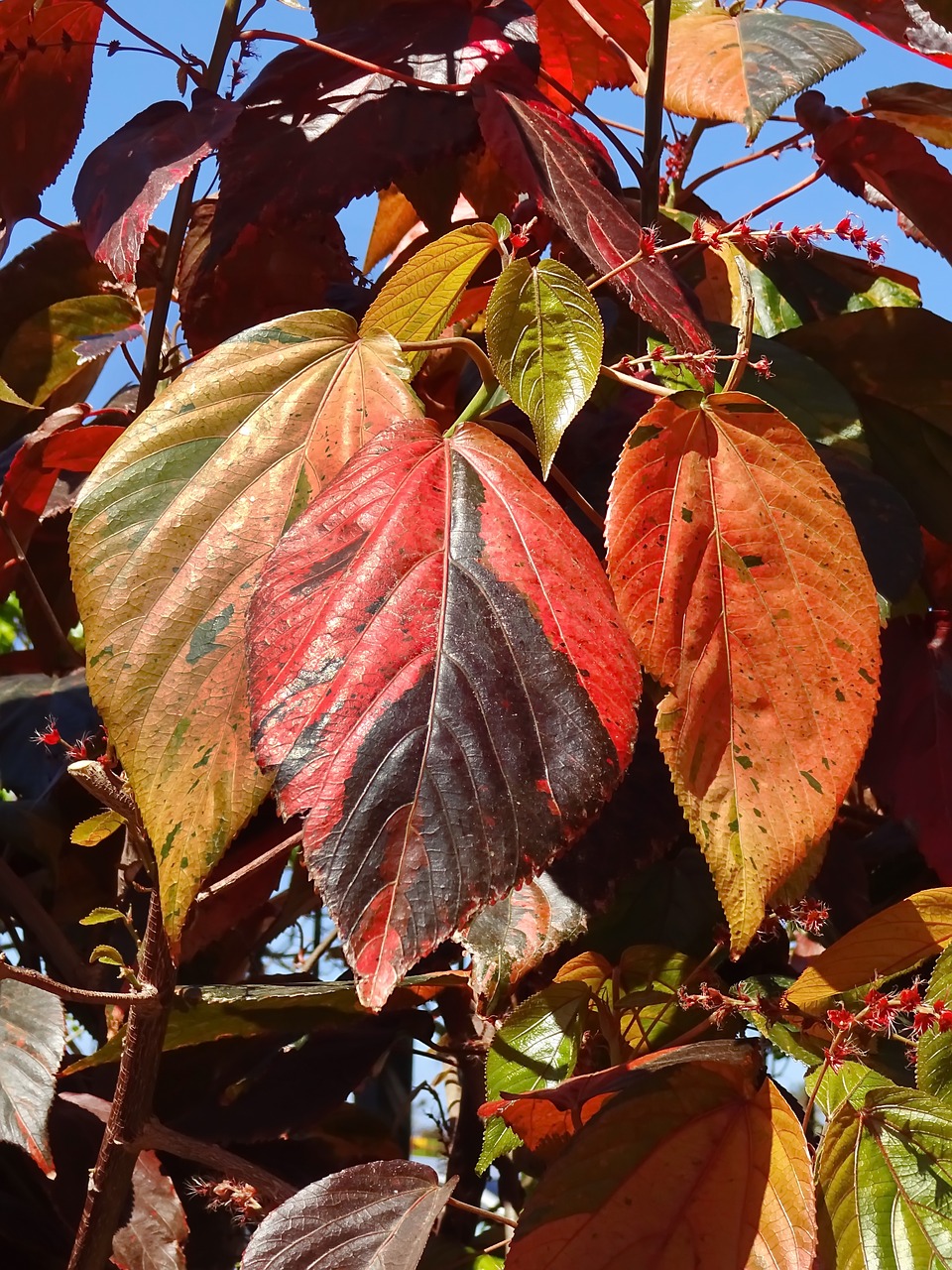 leaves  orange  brown free photo