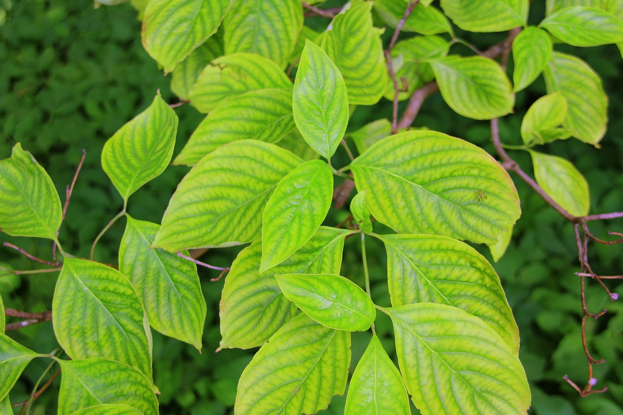 leaves  green  background free photo