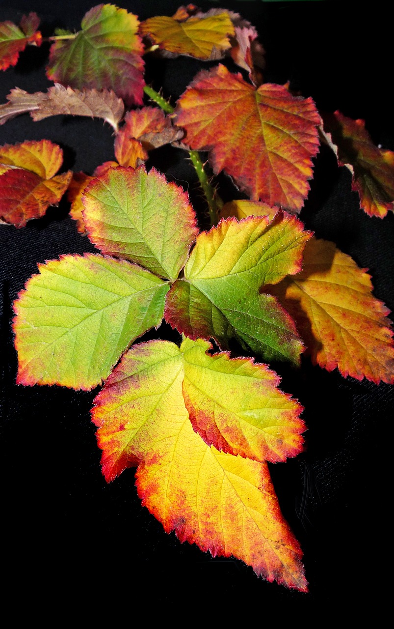 leaves  berry  autumn free photo