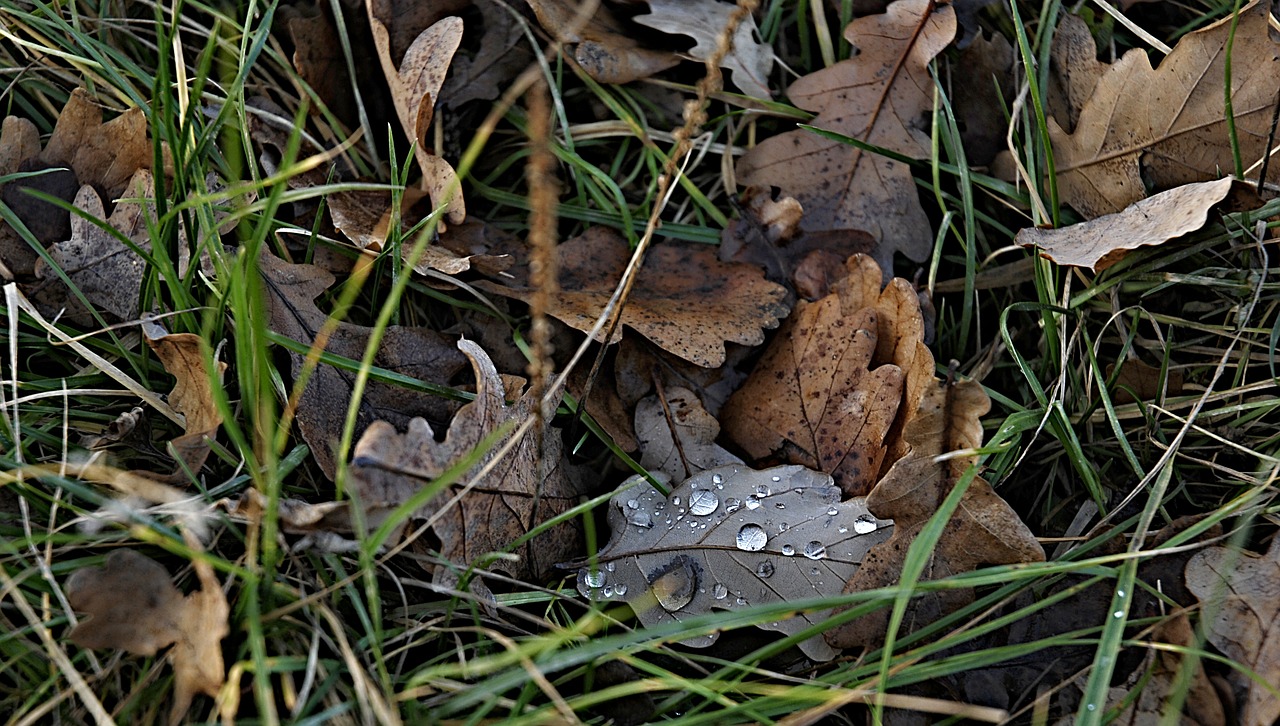 leaves dry oak free photo