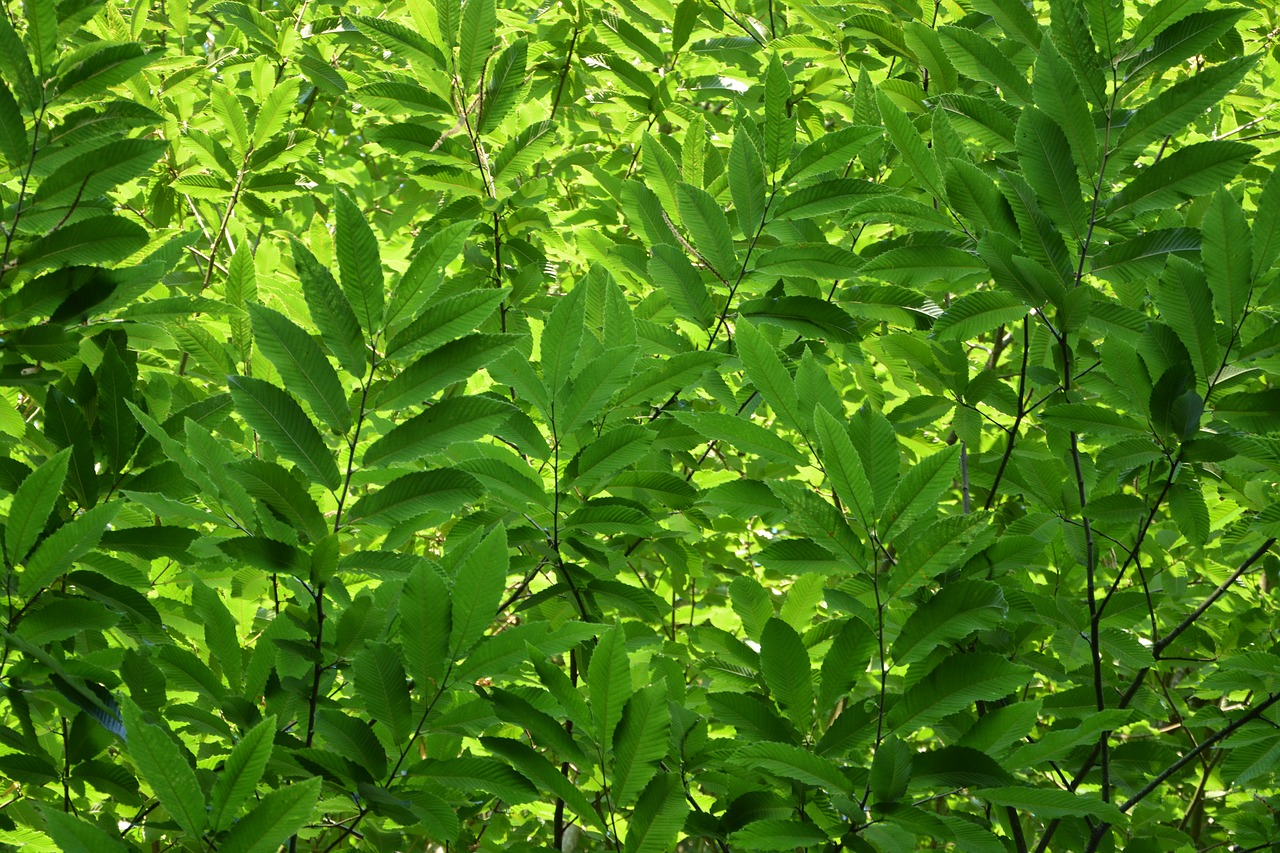 leaves  shrub  plants free photo