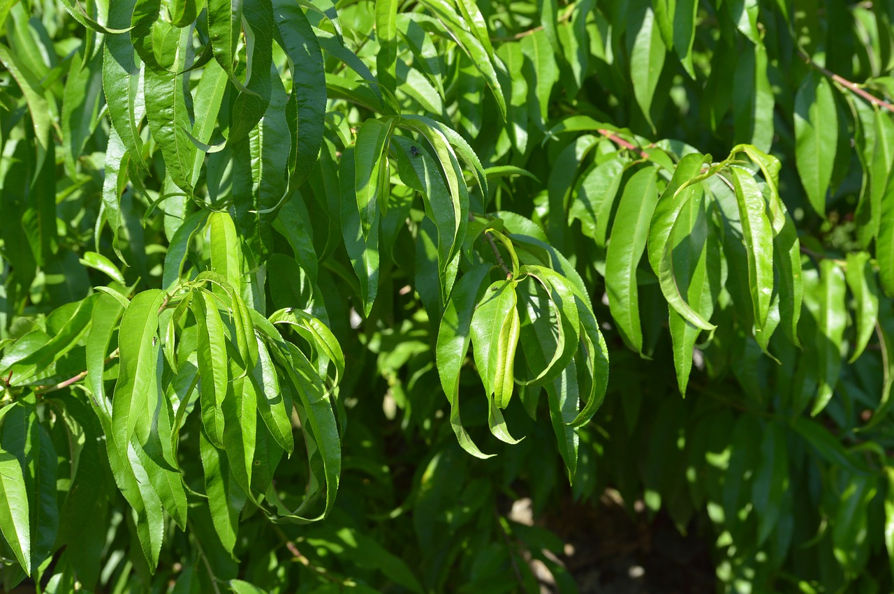 leaves  tree  nature free photo