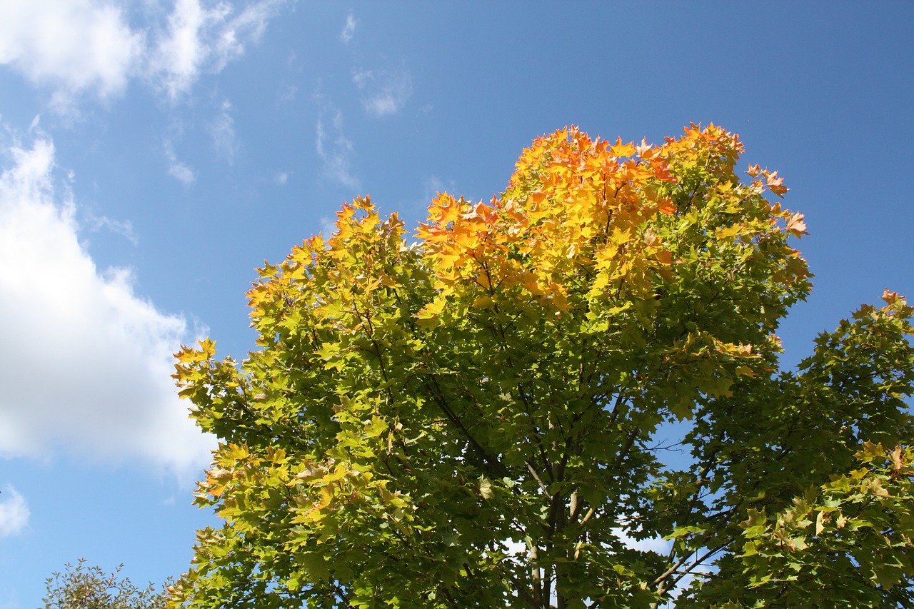 leaves  in the fall of  colorful free photo