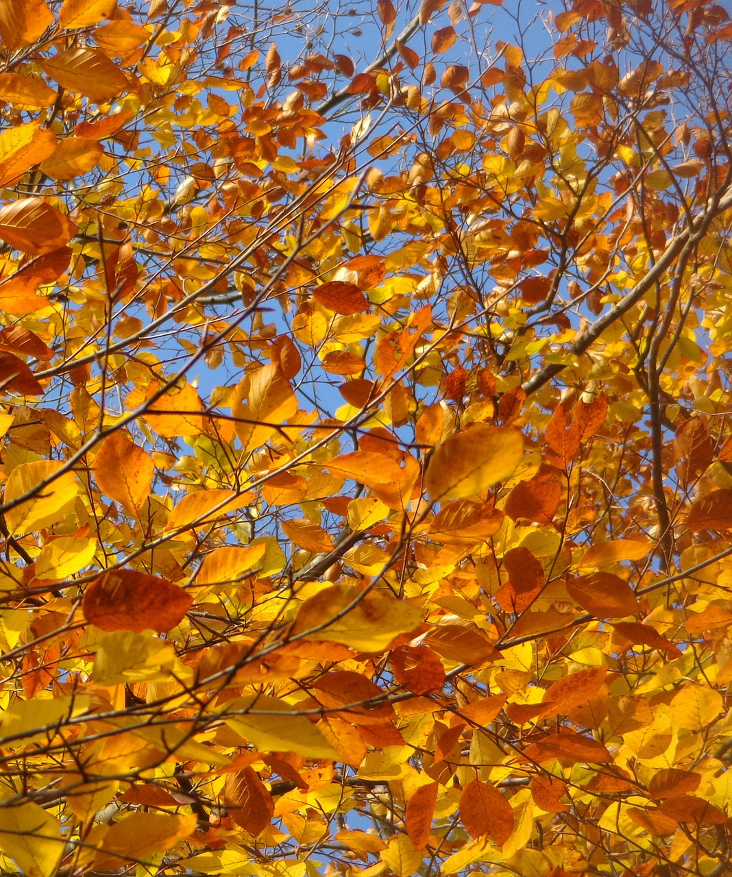 leaves tree sky free photo