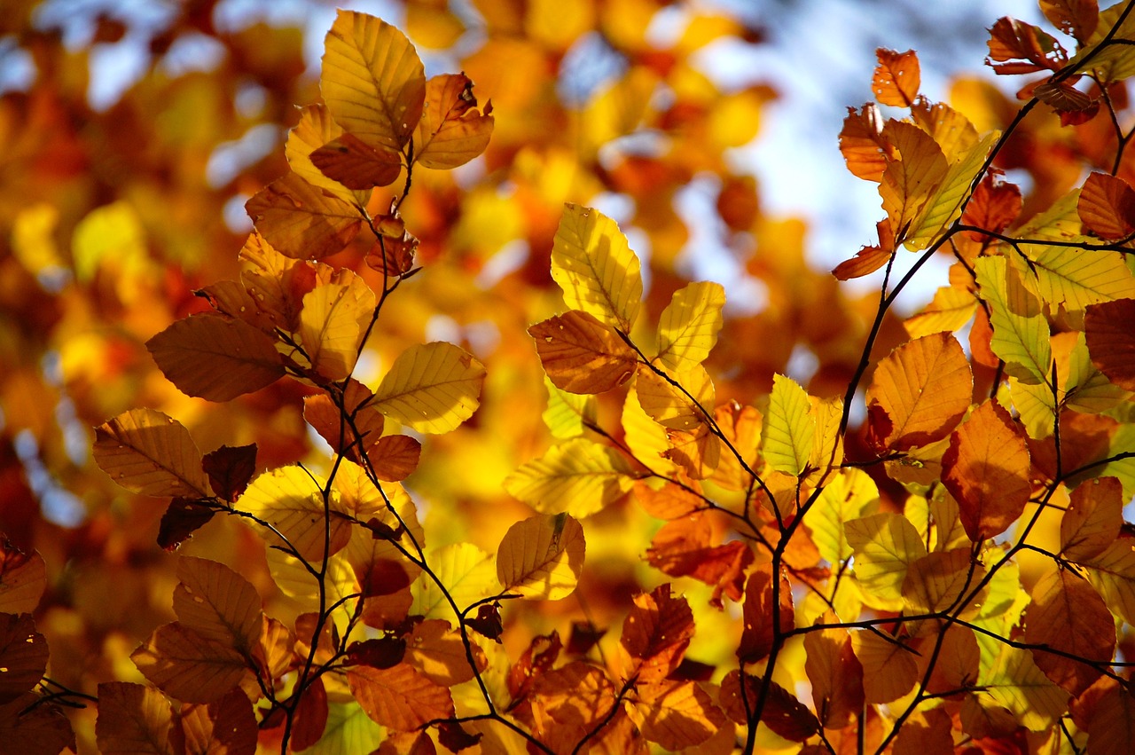 leaves  autumn  forest free photo