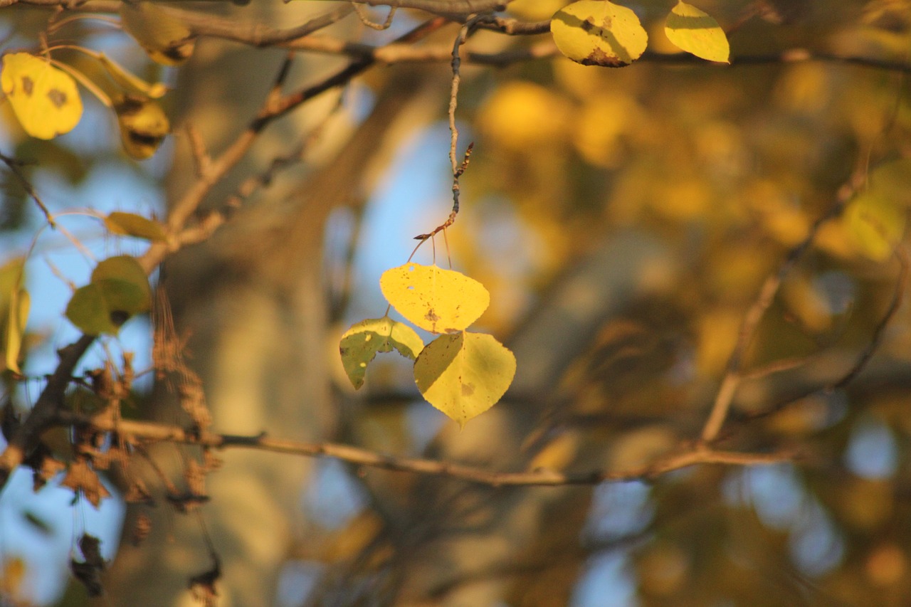 leaves  forest  fall free photo