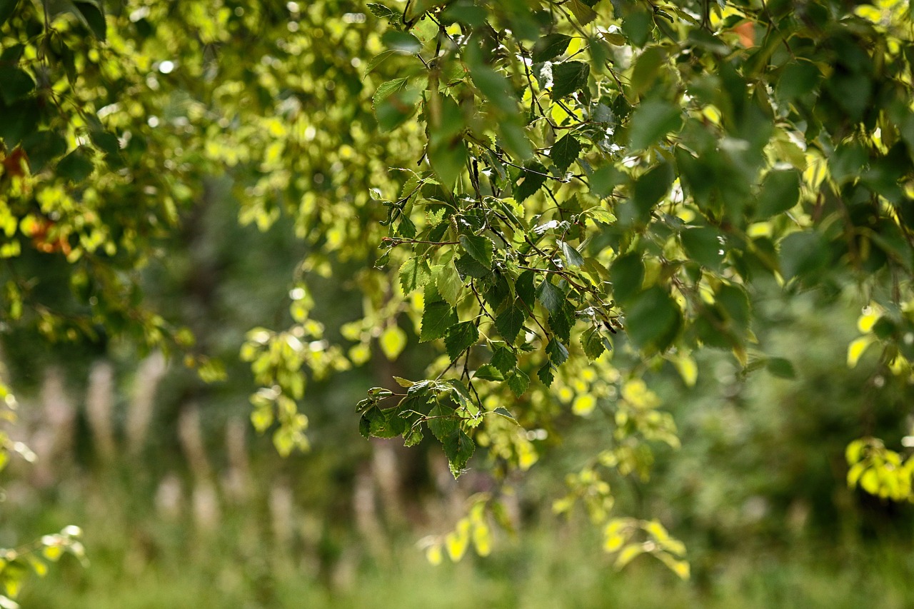 leaves  tree  nature free photo