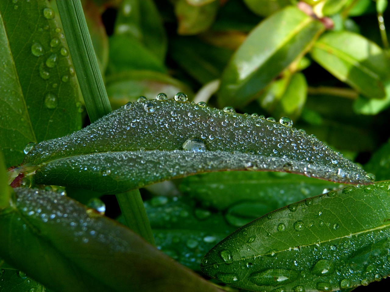 leaves dew drop morning free photo