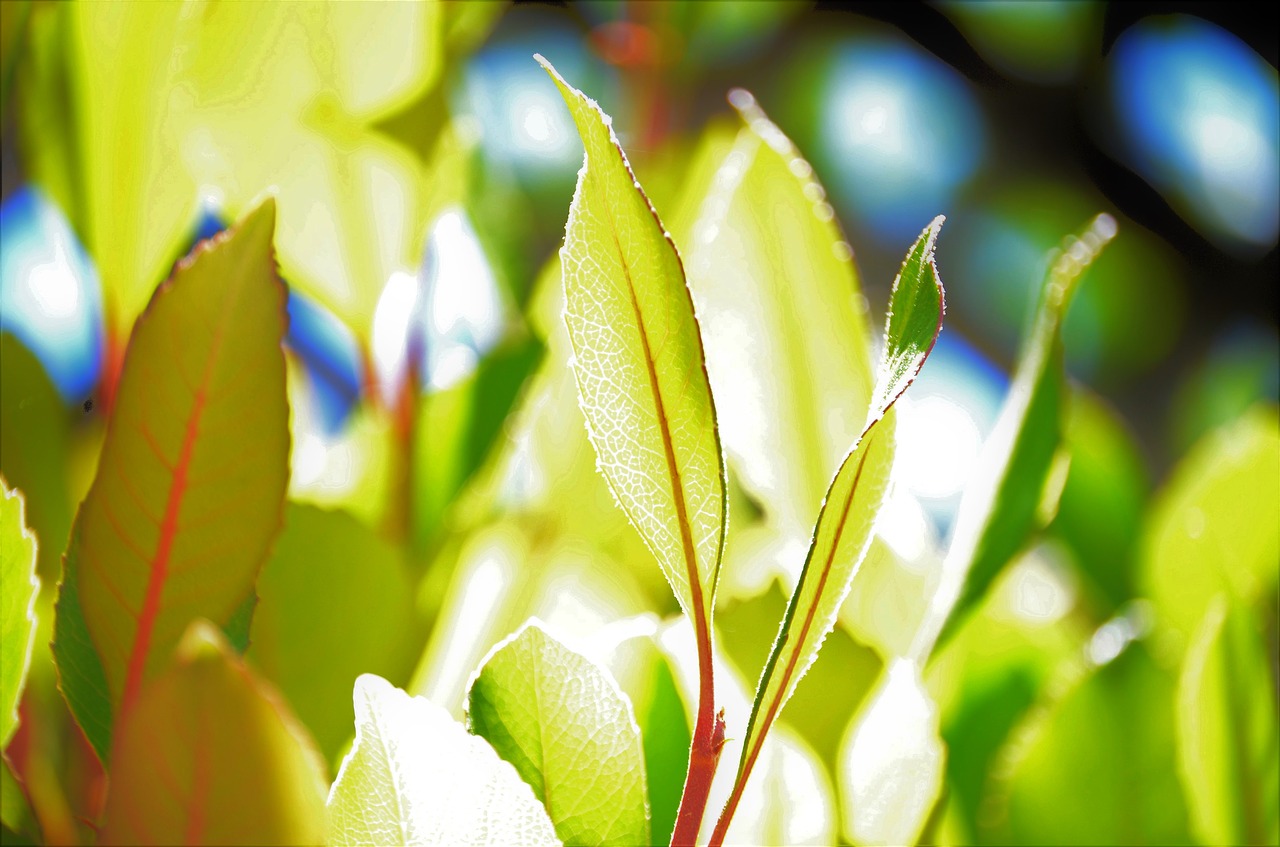 leaves  green  plant free photo