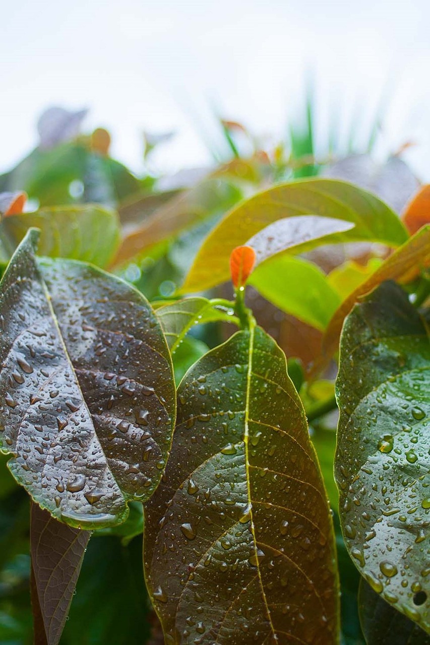 leaves  tree  plant free photo