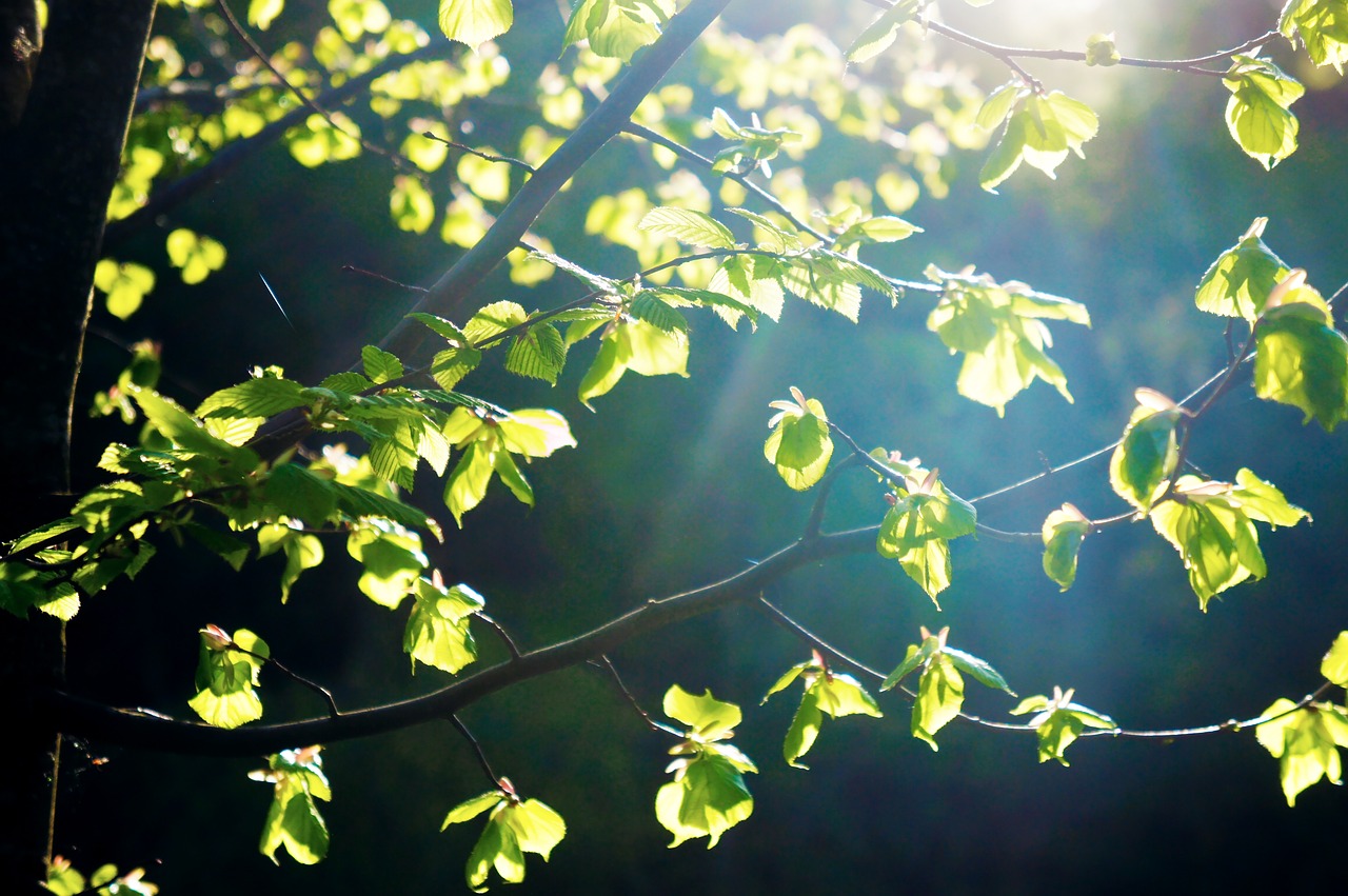 leaves  tree  nature free photo