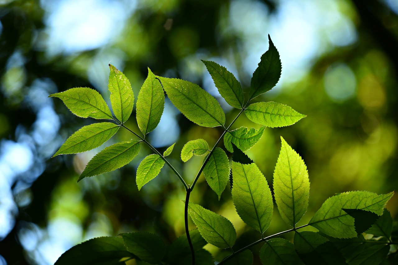 leaves  foliage  twig free photo