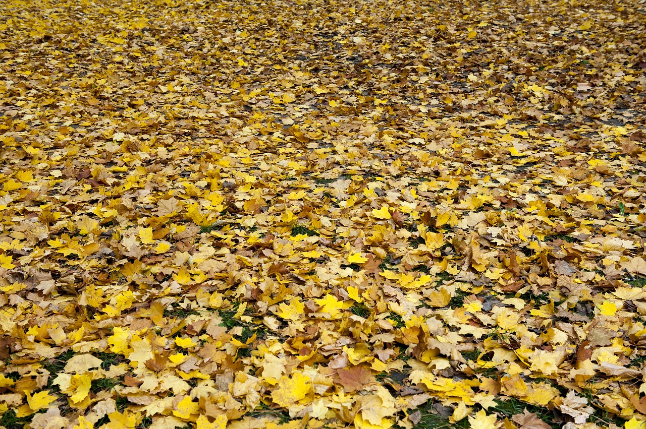 leaves  fallen  autumn free photo