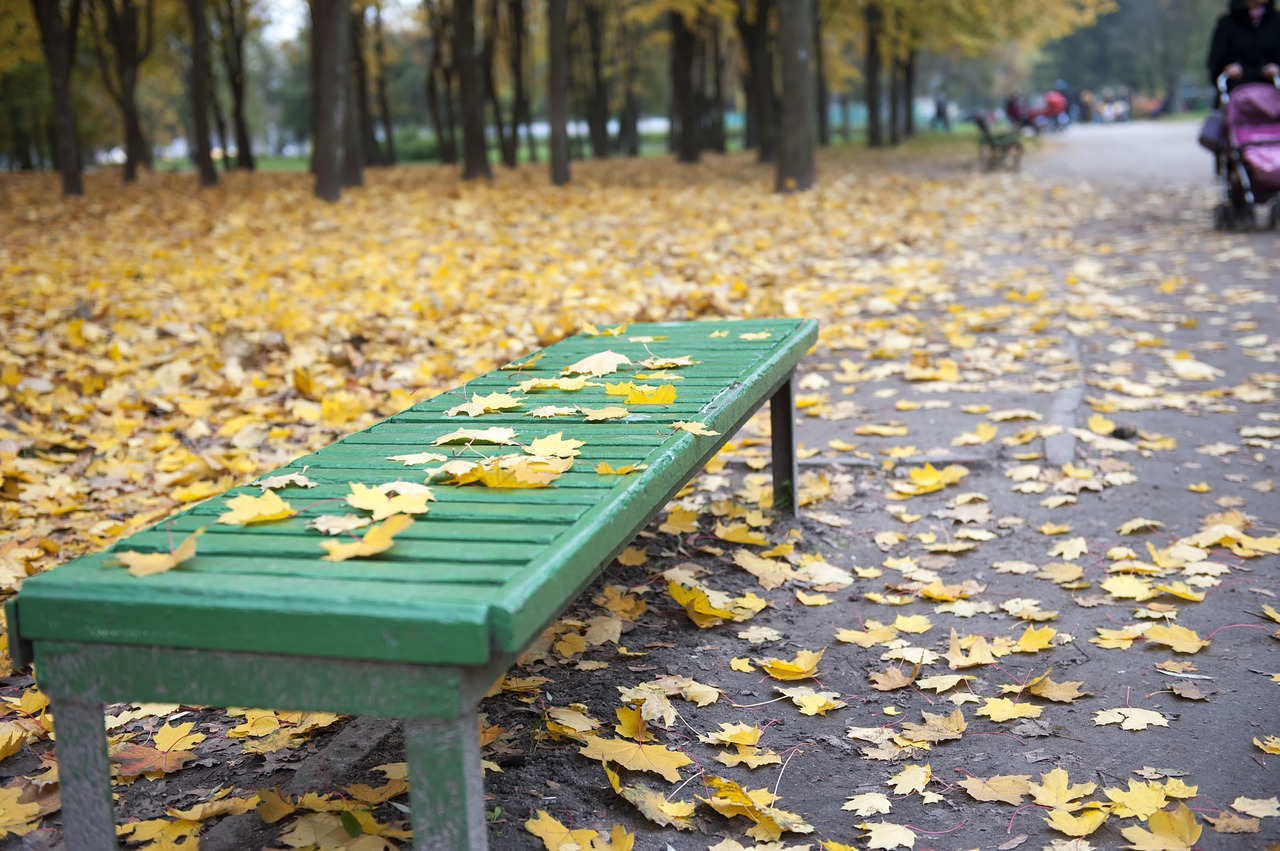 leaves  fallen  autumn free photo