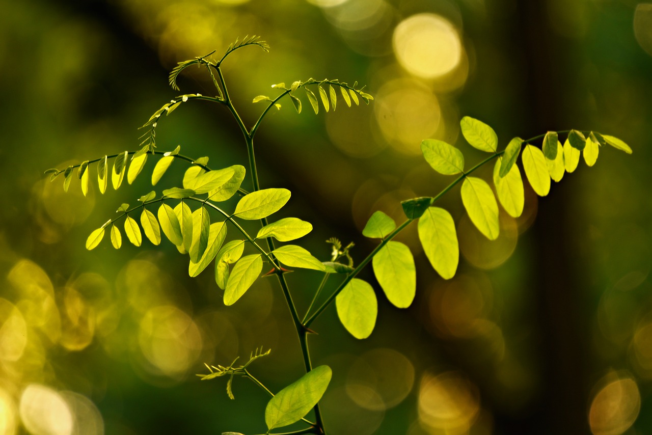 leaves  foliage  twig free photo