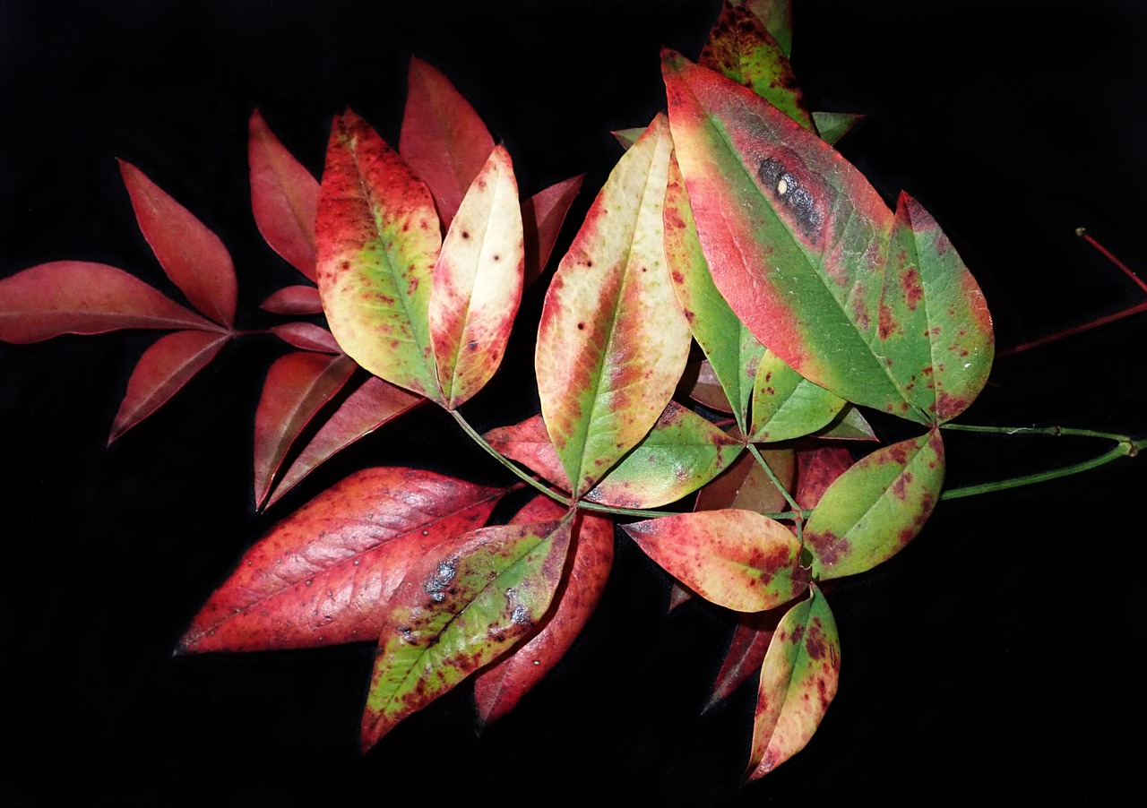 leaves  bamboo  autumn free photo