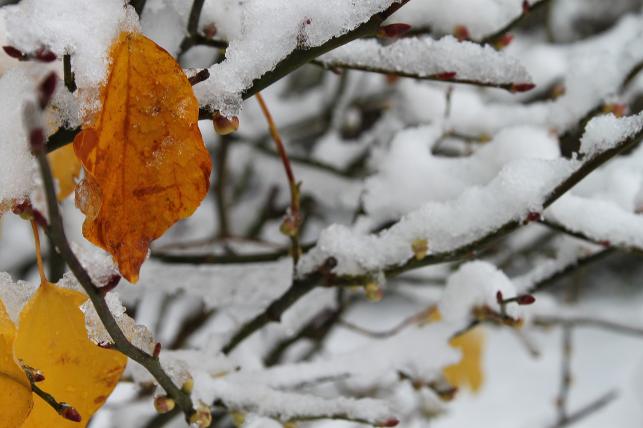 leaves  in  snow free photo