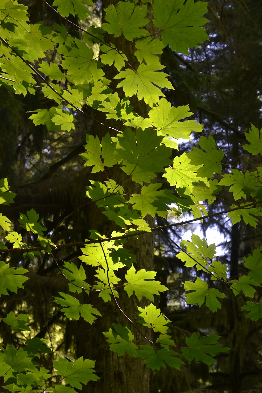 leaves  foliage  tree free photo