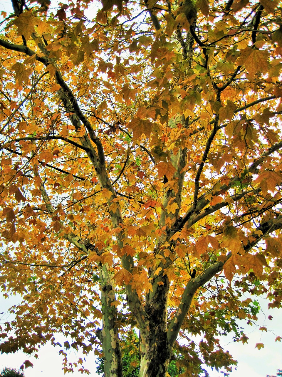 leaves tree yellow free photo