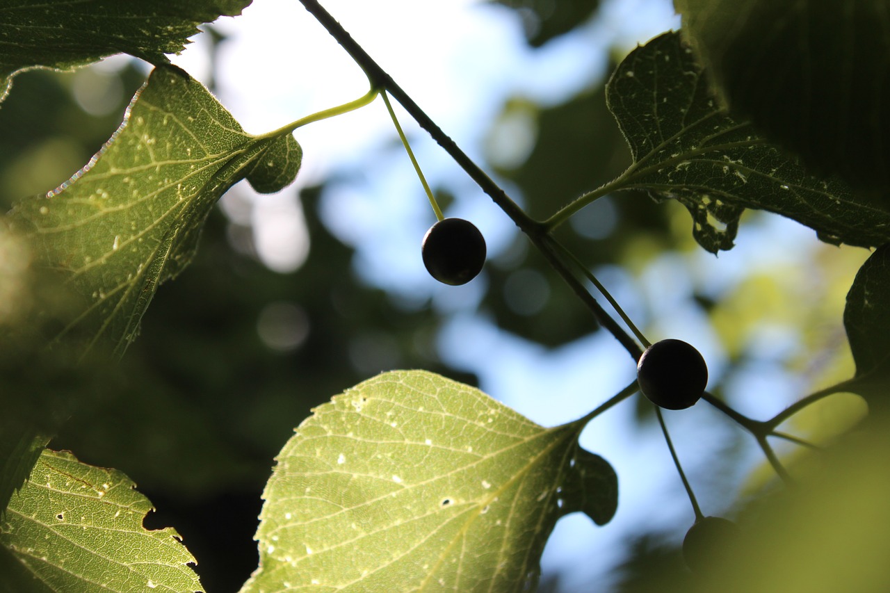 leaves  summer  light free photo