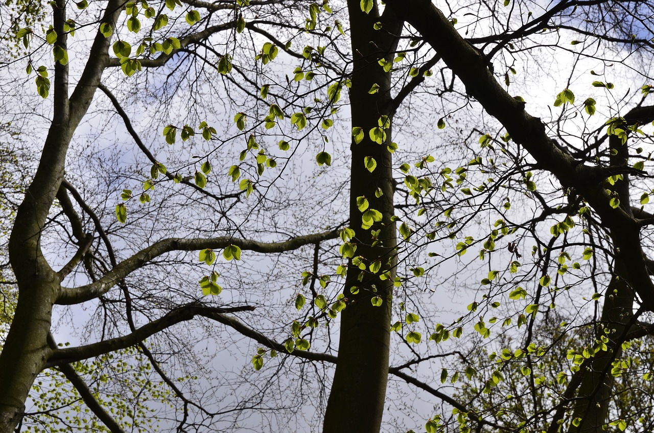 leaves  sky  nature free photo