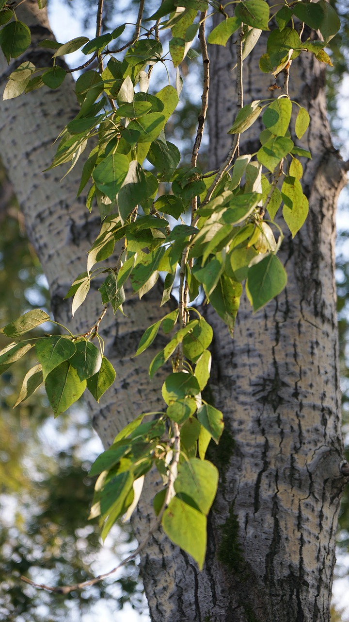 leaves  tree  nature free photo