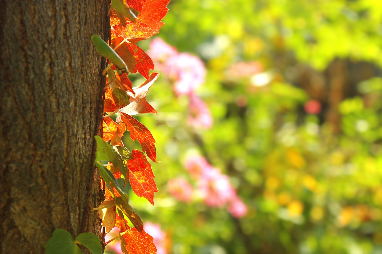 leaves  wood  autumn free photo