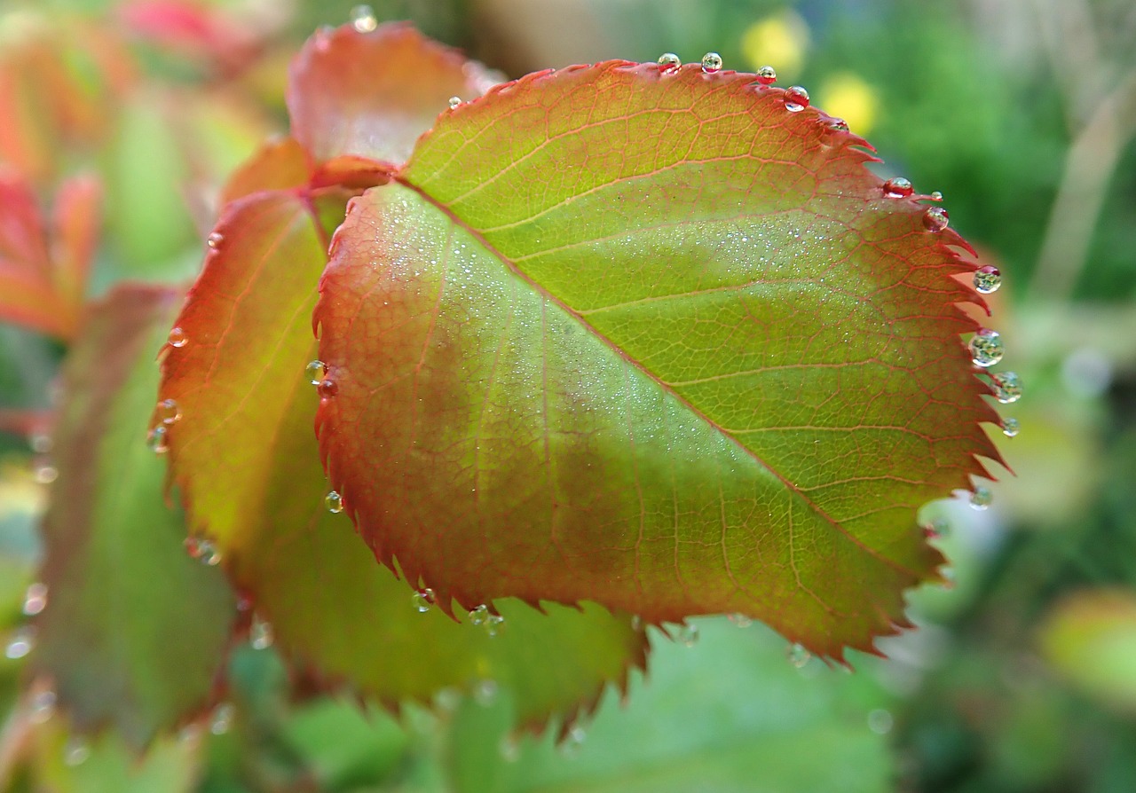 leaves  dew drops  water free photo