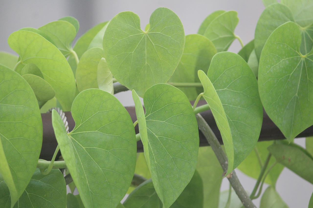 leaves  plant  climber free photo