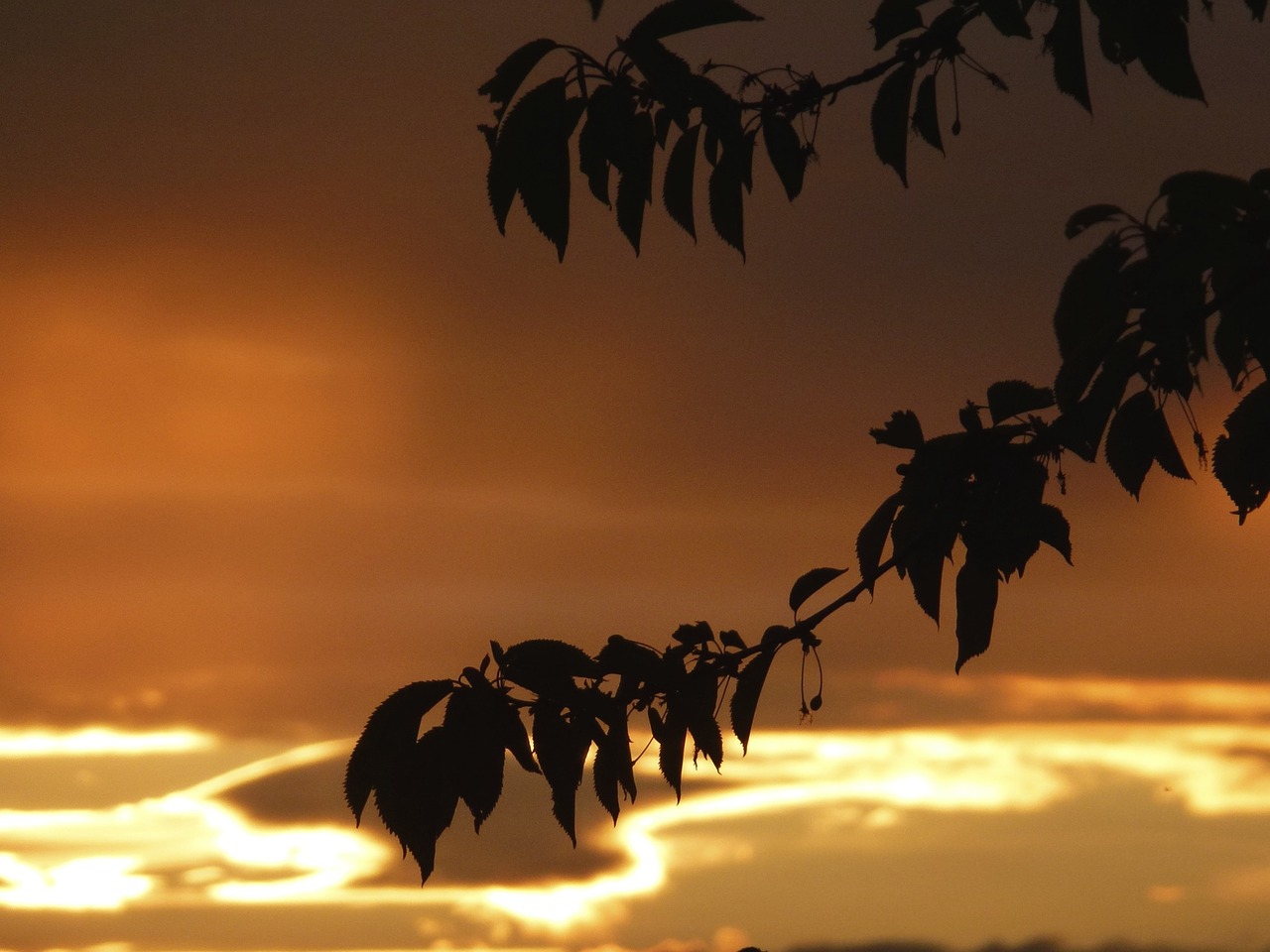 leaves branch sun free photo