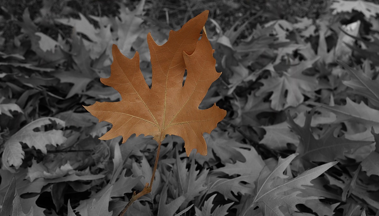 leaves  forest  tree free photo