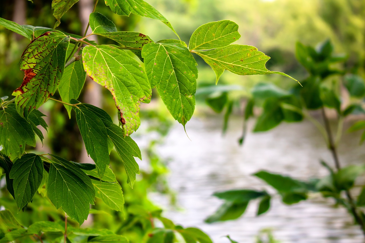 leaves  leaf  tree free photo