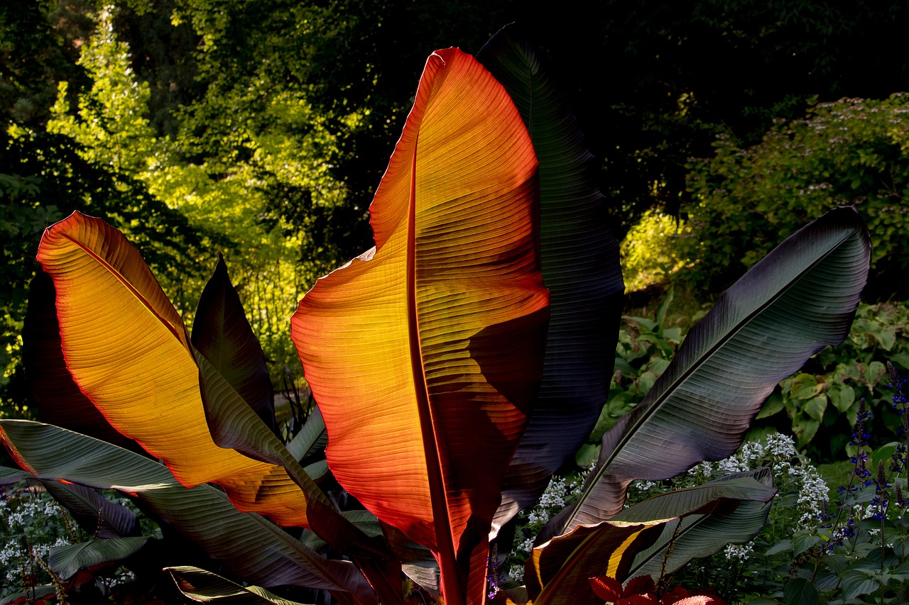 leaves  plant leaves  leaf free photo