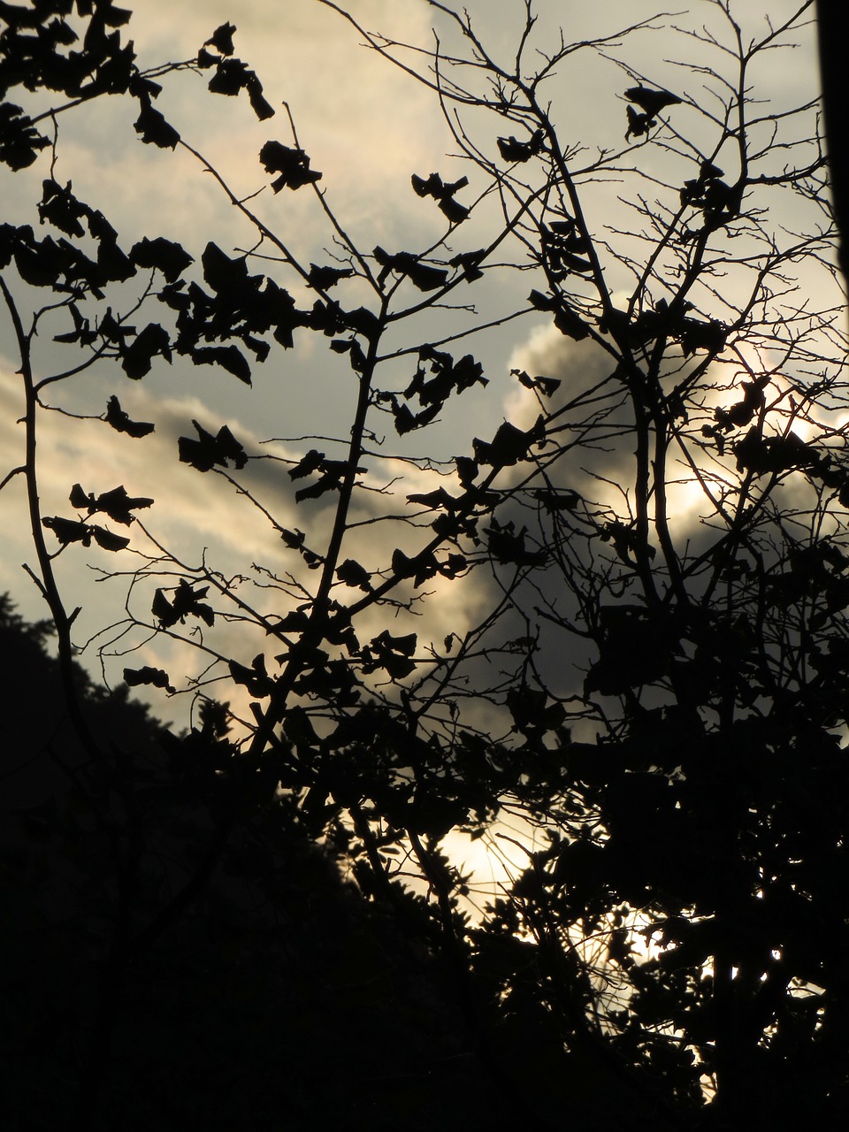 leaves back light clouds free photo