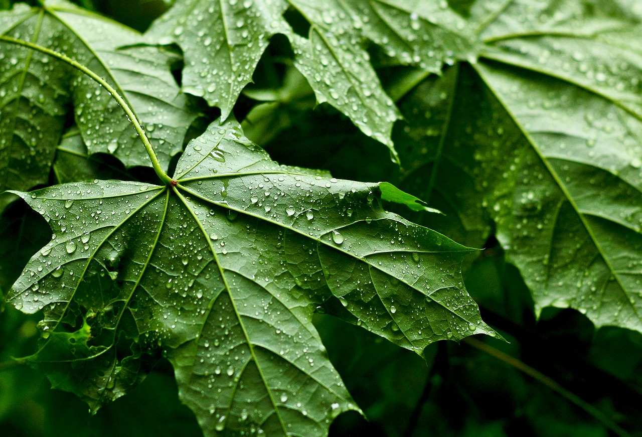 leaves  raindrop  branch free photo